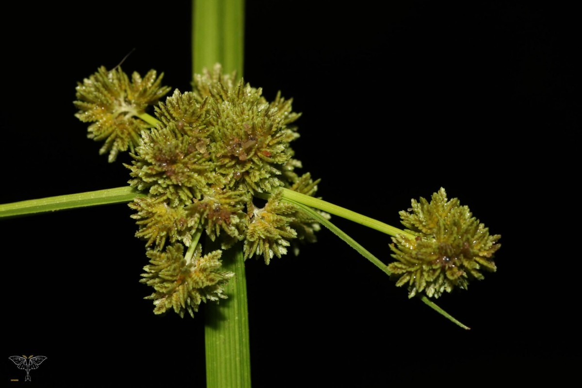 Cyperus difformis L.